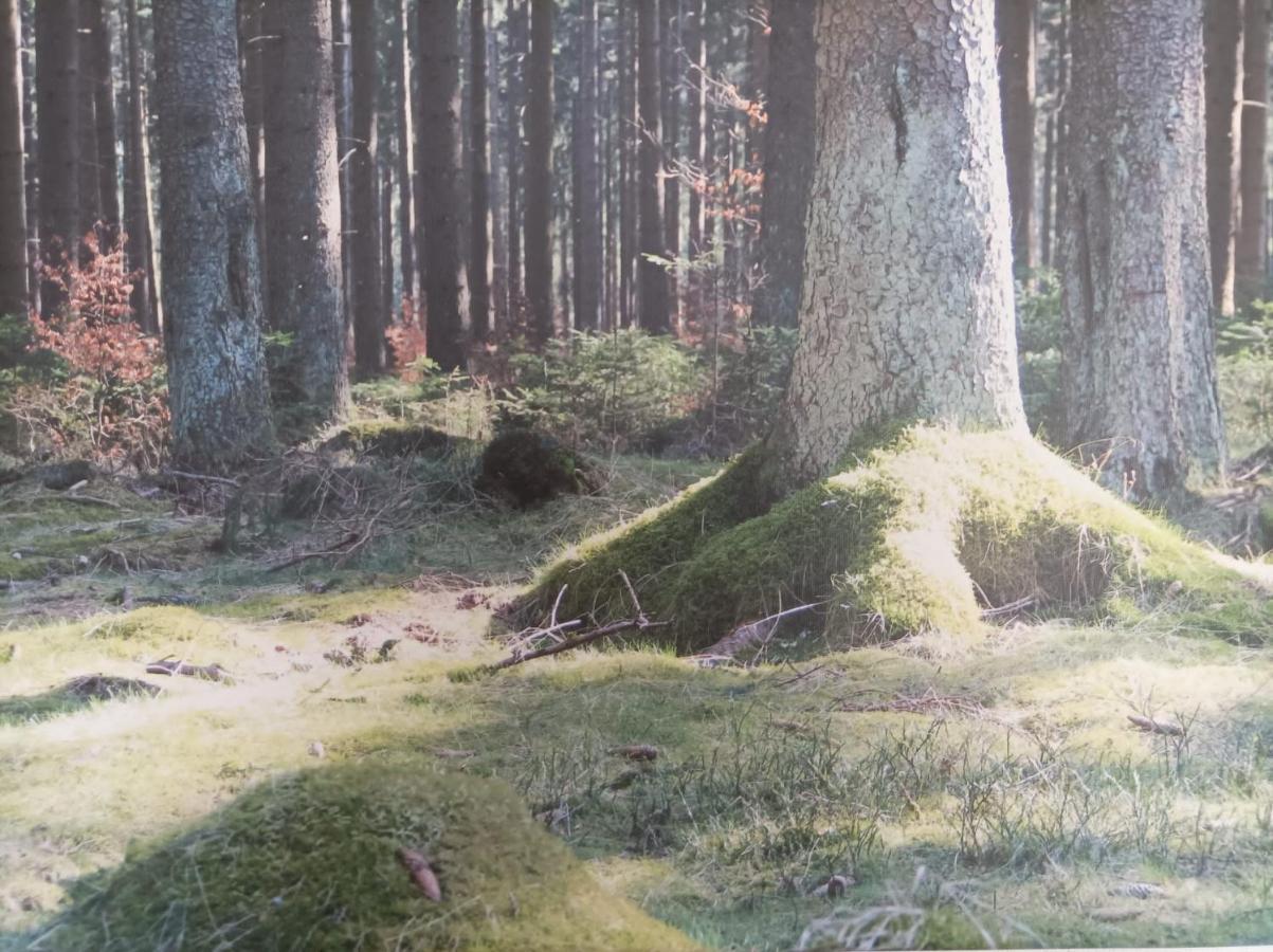 Apartament Ferienresidenz Wurmbergblick Braunlage Zewnętrze zdjęcie